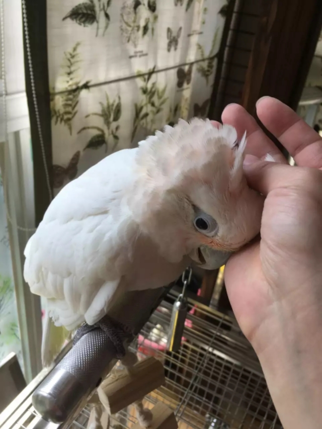 鹦鹉学会上手后该怎么训练,怎样训练鹦鹉鹦鹉才会学会说话