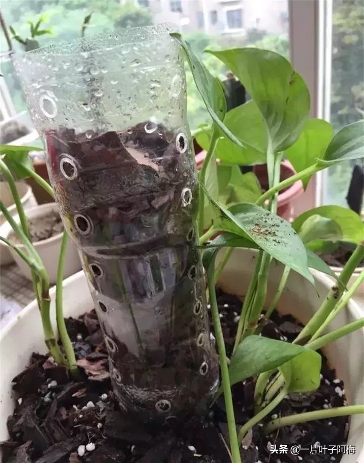 绿萝的叶子越养越小是什么原因,绿萝叶子越养越少