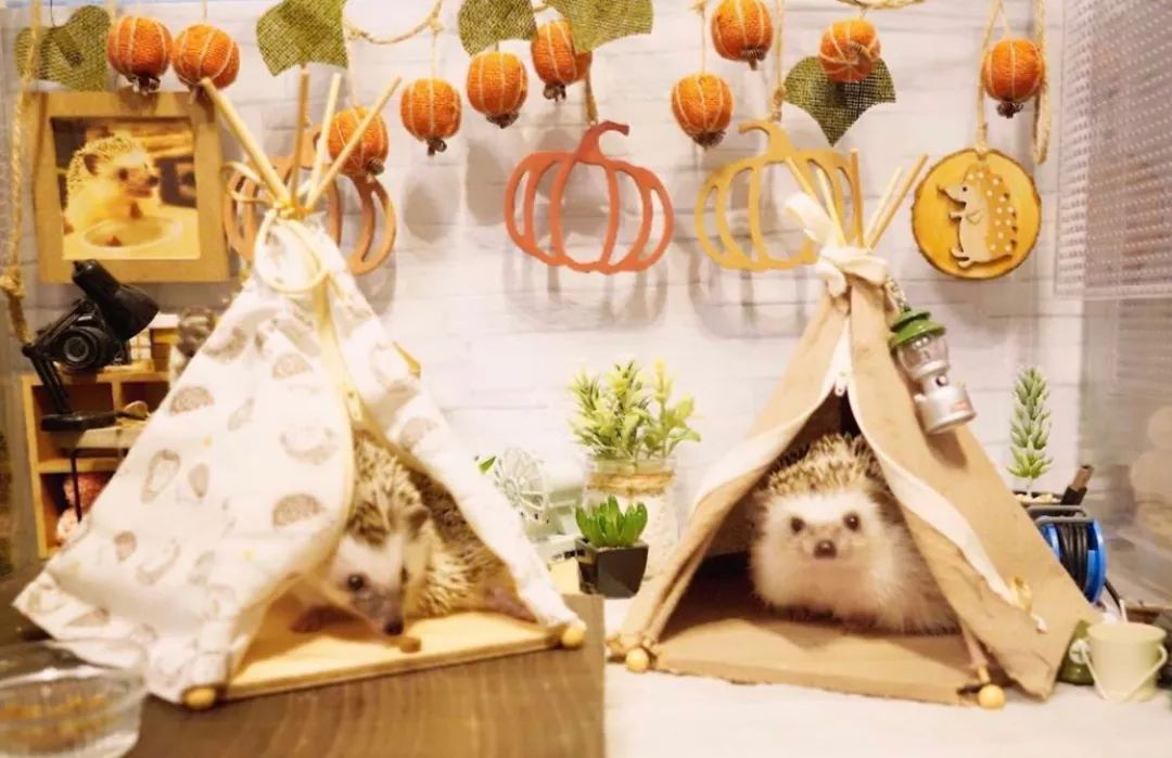 养一只戏精宠物是什么体验,养了一只小狐狸是什么体验