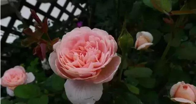 4000种不一样的玫瑰品种大全,100种玫瑰品种图鉴大全