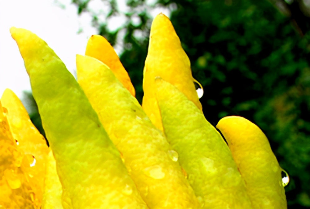 佛手花可以做造型吗,佛手花又漂亮又香超级喜欢