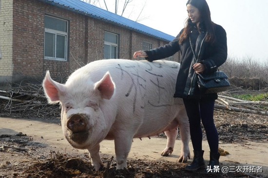 养殖合作社2021补贴政策,养殖合作户怎样挣钱