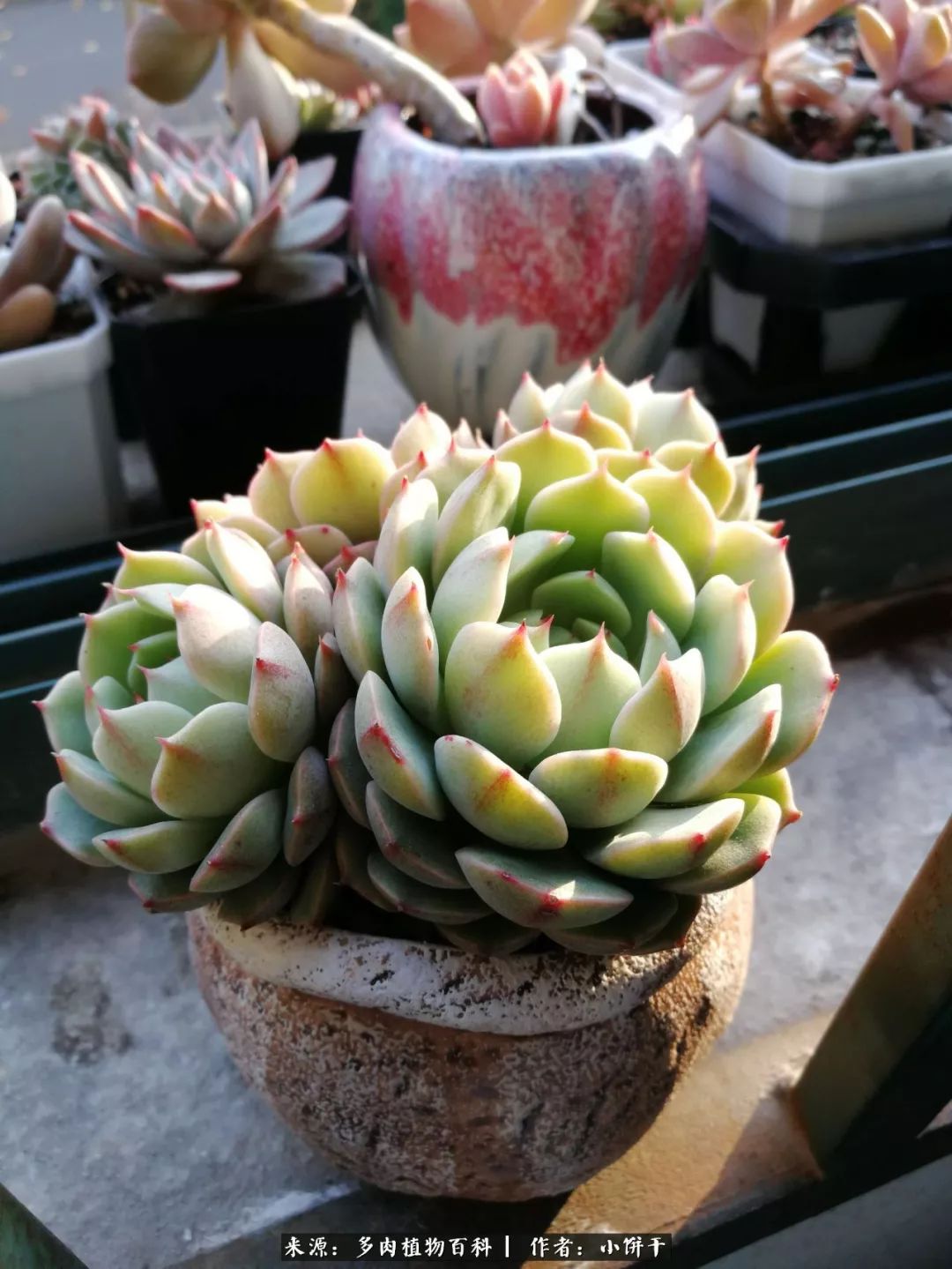 无肉不欢的肉瘾少女，日日沉迷于美色无法自拔！