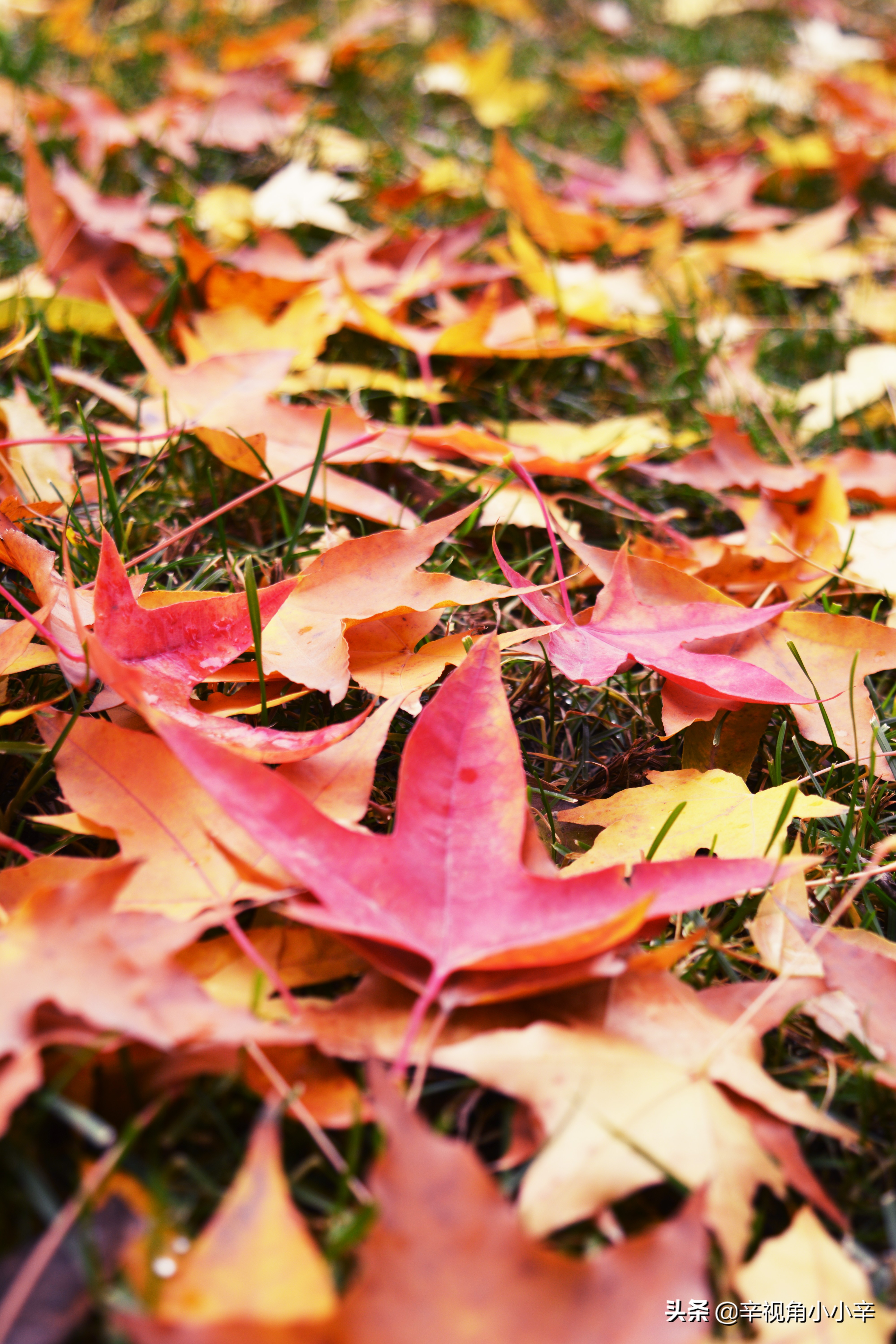 大望京公园红叶,红叶公园北京
