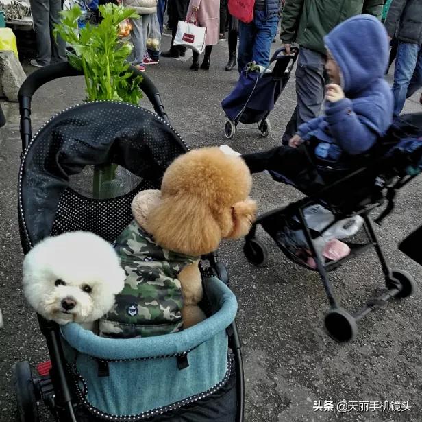 天丽镜头签约摄影作品,天丽长焦镜头