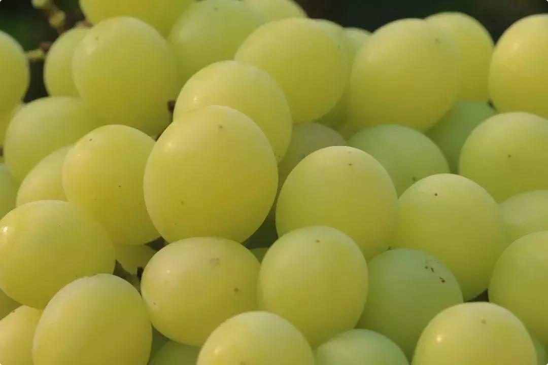 葡萄新品种发展潜力,未来5年最具潜力的葡萄品种