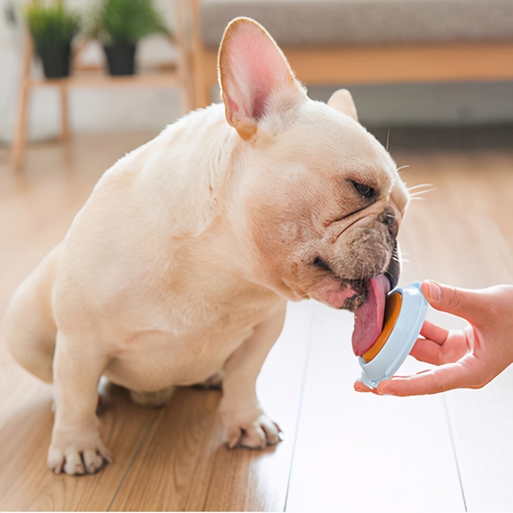 狗舔你是代表了什么,狗舔你代表喜欢你吗