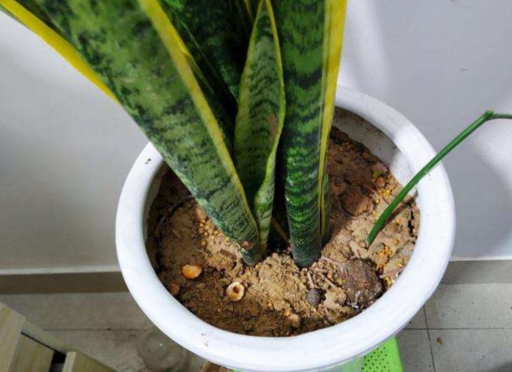 虎皮兰养护方法和注意事项,虎皮兰养护的正确方法