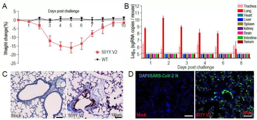 中国研究出抗新冠病毒新药,中国首家新冠治疗药物获批