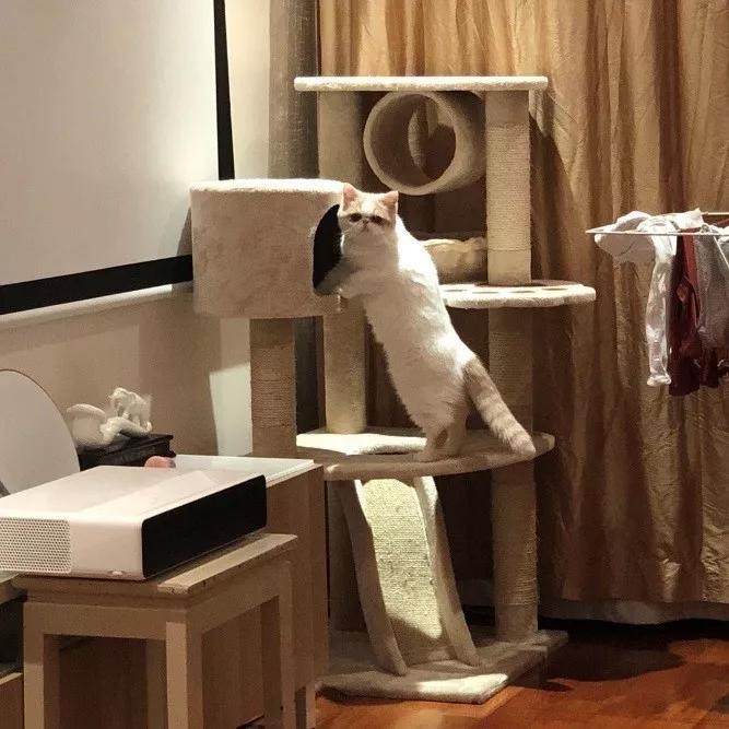 不建议养猫的十大坏处,奉劝各位养猫的朋友千万别养两只