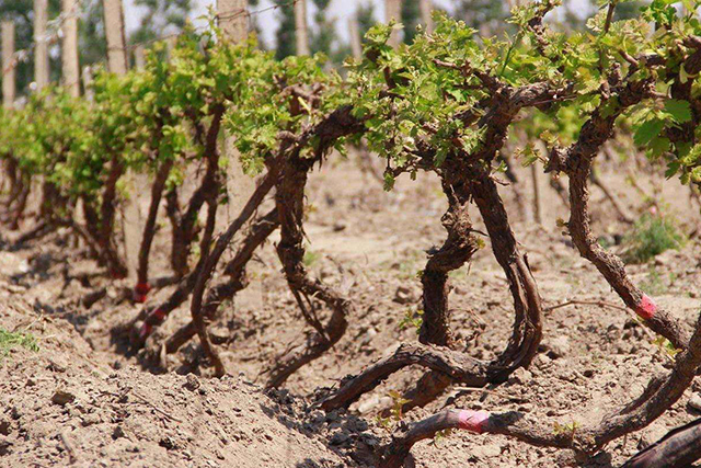 土壤肥力到底看有机质还是腐殖质,如何从土壤肥力判断土壤的好坏