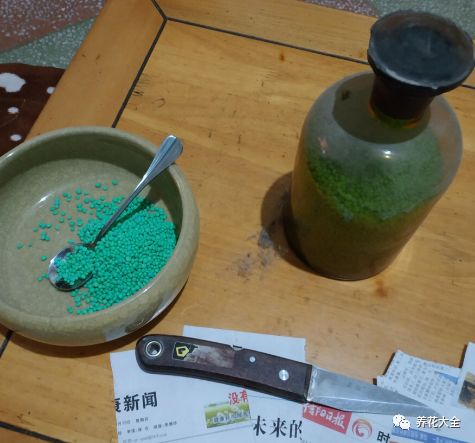 绿萝与铜钱草四季养护,怎么让铜钱草长得和绿萝一样