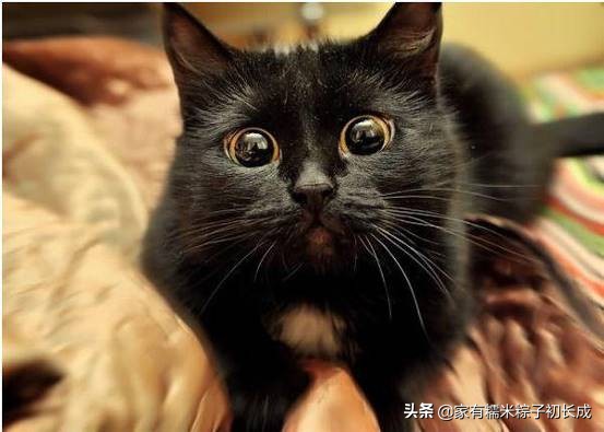 被猫围观的猫咪,被猫咪围观