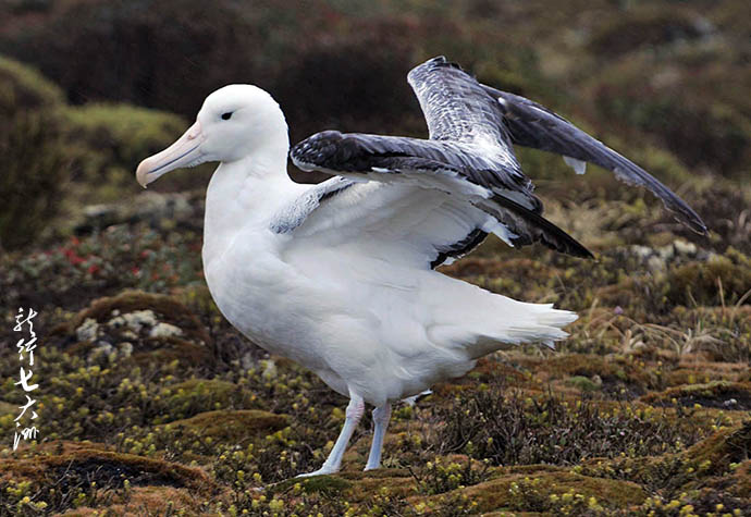 漂泊信天翁滑翔,漂泊信天翁为什么被称为滑翔员