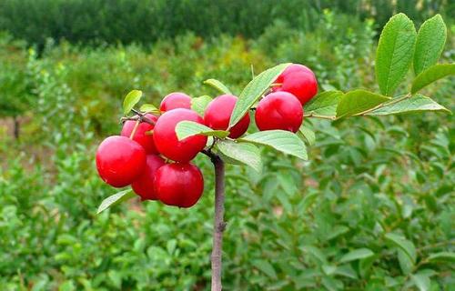 农村高钙果学名,四川野生高钙果