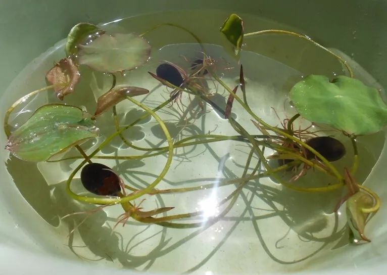 大水缸里面种植荷花,家里有个大水缸适合养哪种荷花