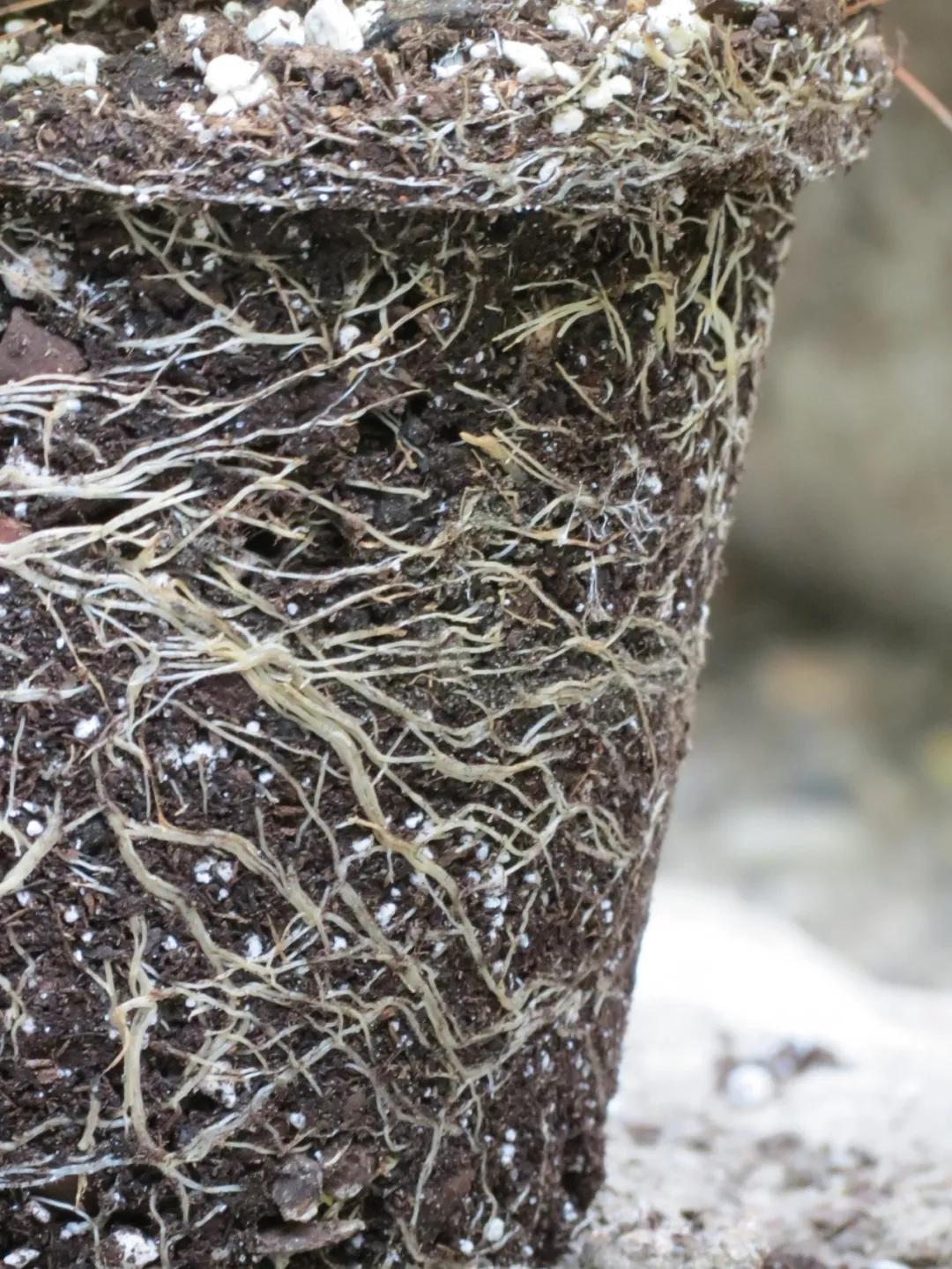 一加仑绣球长几年能长大,绣球扦插苗如何让其快速长大