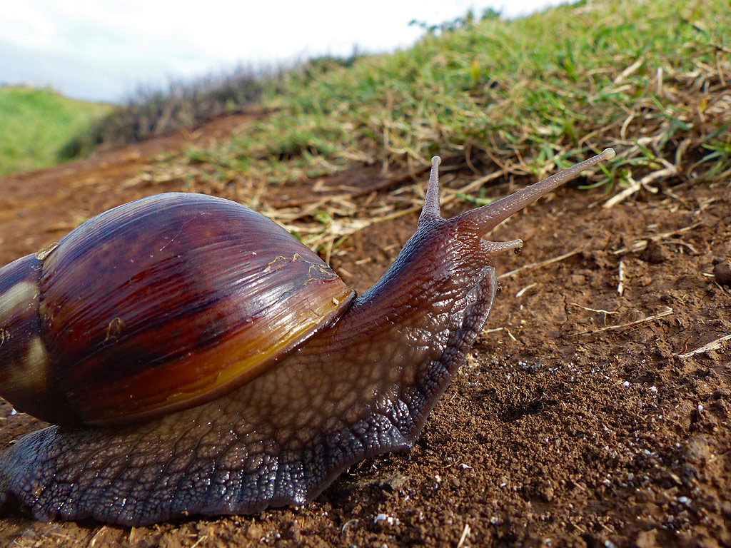 碰一下都不行，却还有人当宠物养，非洲大蜗牛是一种什么样的生物