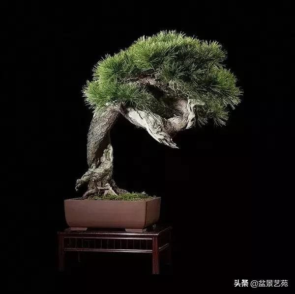 西泠印社砚台最高价拍卖记录,杭州西泠拍卖盆景