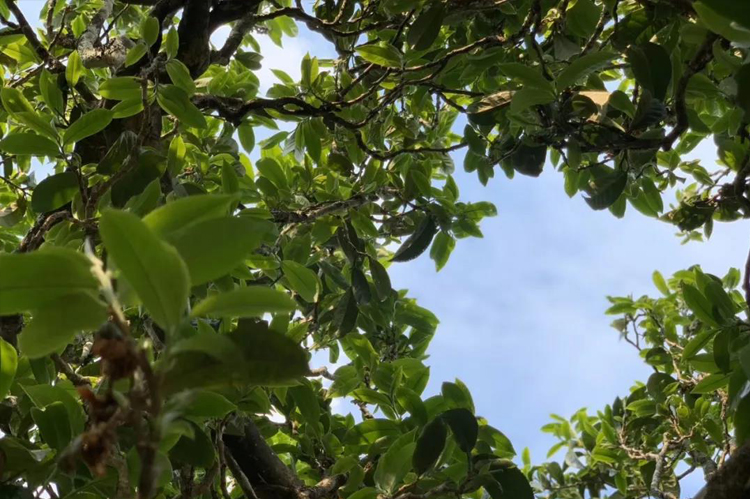 普洱茶十大名山图片高清,普洱茶名山名寨排名一览表