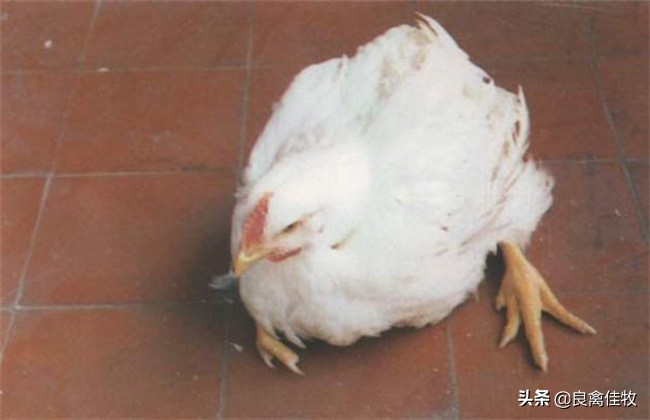 鸡脚软怎么办最有效方法,鸡脚发软怎么治