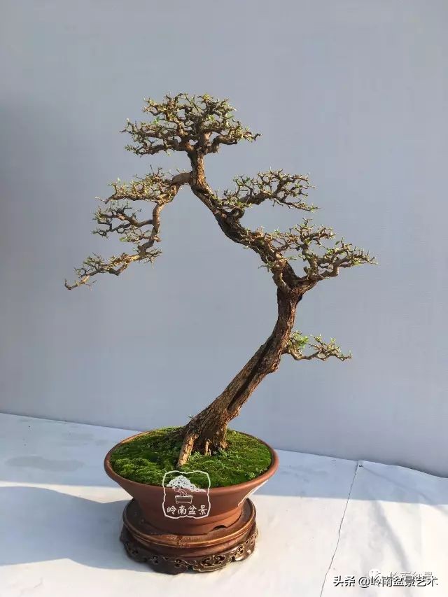 杂木盆景也毫不逊色,杂木盆景值钱吗