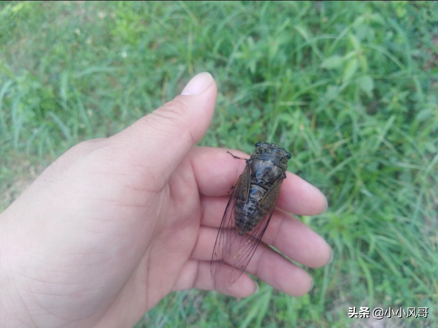 养蝉的乐趣,在家养蝉的一生全过程