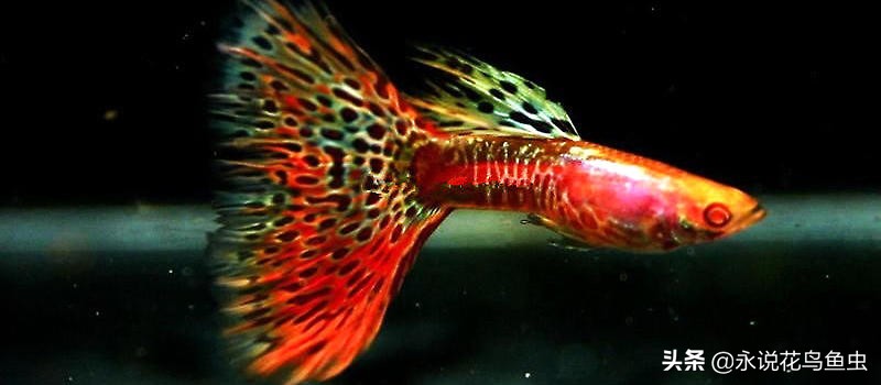 家庭饲养孔雀鱼如何繁殖,热带孔雀鱼观赏鱼怎么养