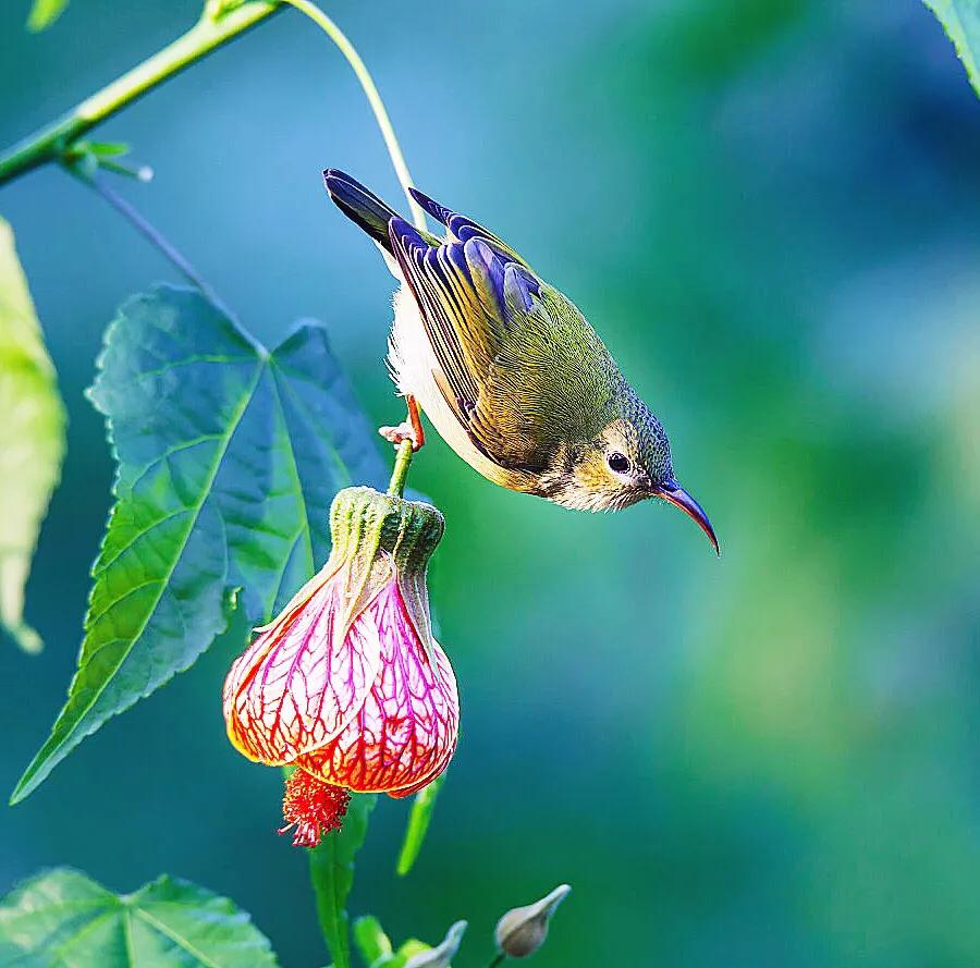 蜂鸟与太阳鸟区别,太阳鸟就是蜂鸟吗