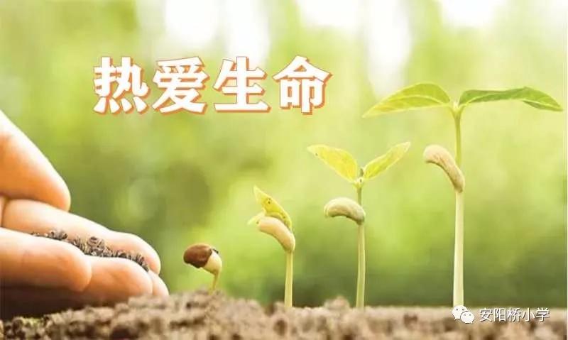 安阳桥小学：佳句越古今，往飞娃娃家