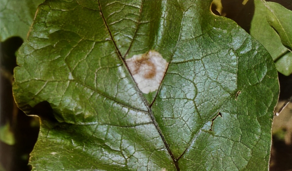 茄子病害绵疫病,茄子绵疫病