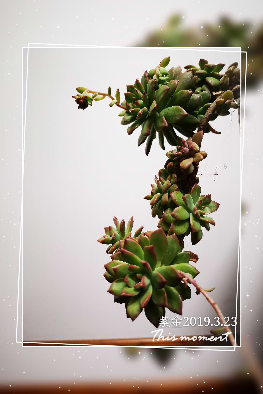 为什么水培竹子叶子发黄？怎么处理