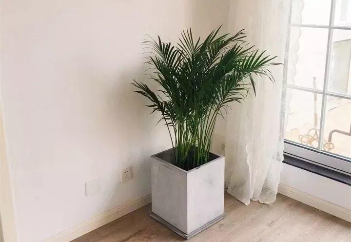 养花新手不知道养什么，就选这几种植物，轻松养爆盆