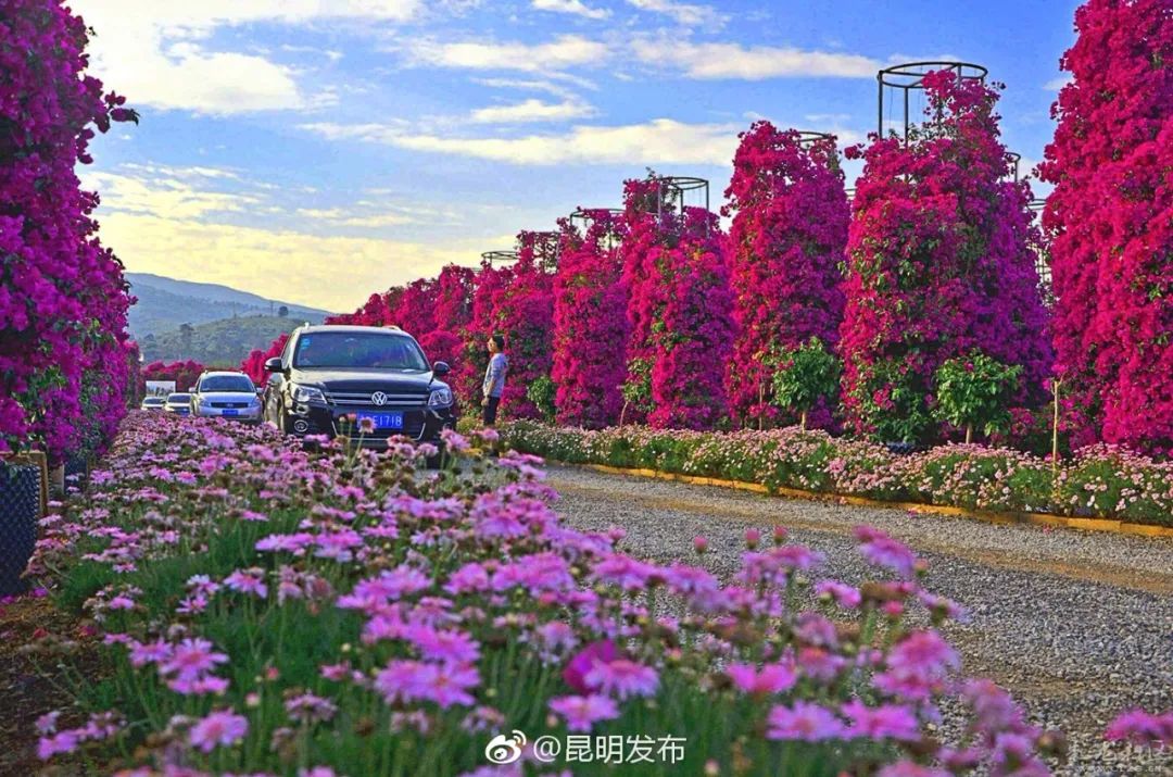 被大理丽江掩盖风头又怎样？它才是云南No.1！5月它太美了