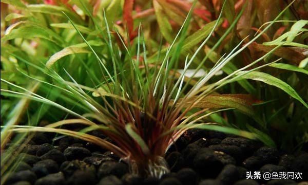 鱼缸种植水草,水缸水草种植