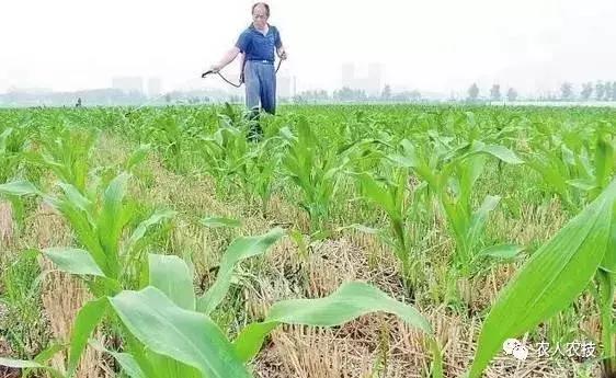 玉米苗期病虫害防治方法,玉米苗期虫害有哪些