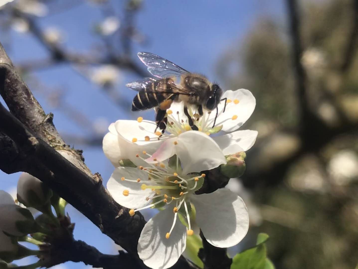 在普洱遇见紫色花海,在普洱遇见一片治愈系云海