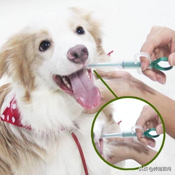 狗狗腹泻呕吐最快缓解方法,狗狗喂了螃蟹后呕吐拉肚子