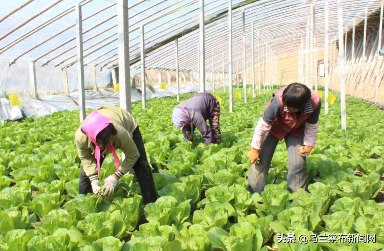 乌兰察布是块什么“布”？