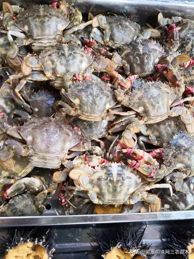 爱上一座城爱上一个人短视频,长岛大壮渔家民宿团购