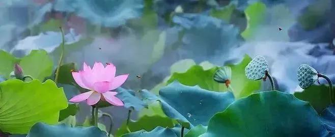 二年级看图写话万能范文,看图写话万能开头范文