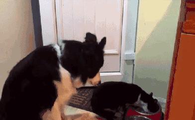 为什么这些狗狗当不了警犬，大型“反间计”现场