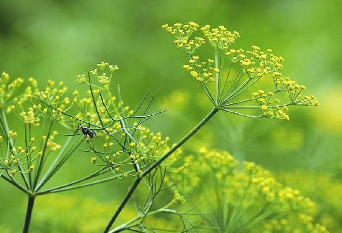 好吃不过饺子,秋天不种茴香苗,窜苗快一茬茬割着吃,真新鲜