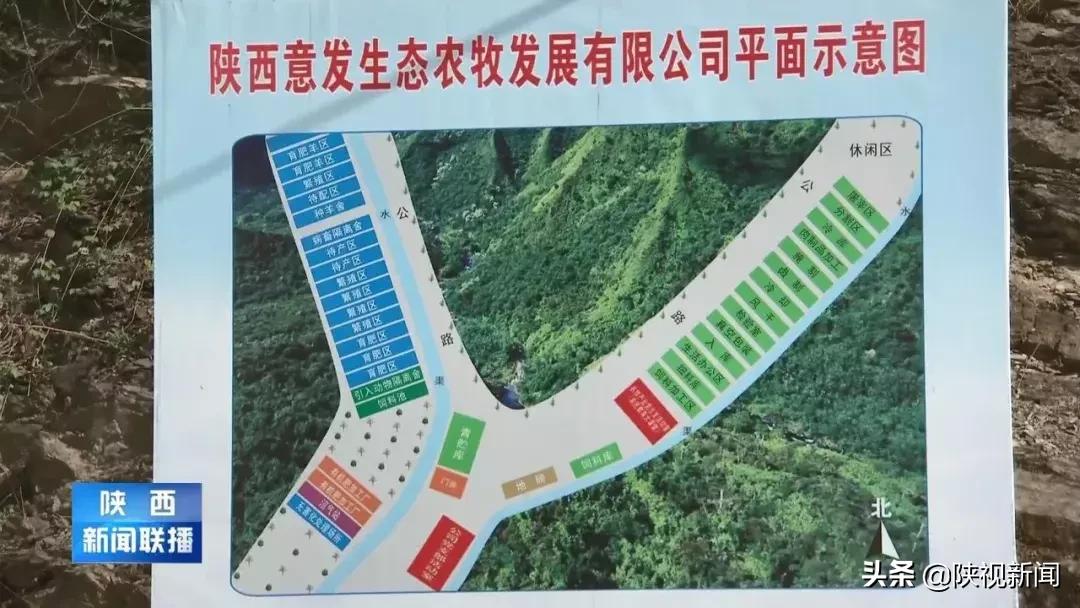 商洛山阳县这帮人对牛粪做了啥?竟比纯养牛多挣了10倍!