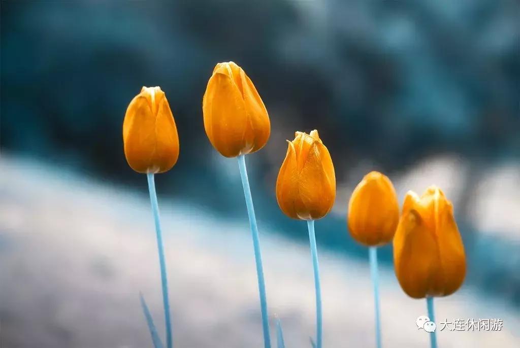 大连西山公园花海,大连郁金香花海