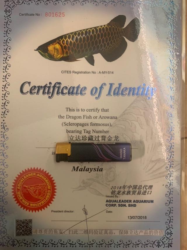 立达七彩过背金龙价格,立达过背金龙在哪买