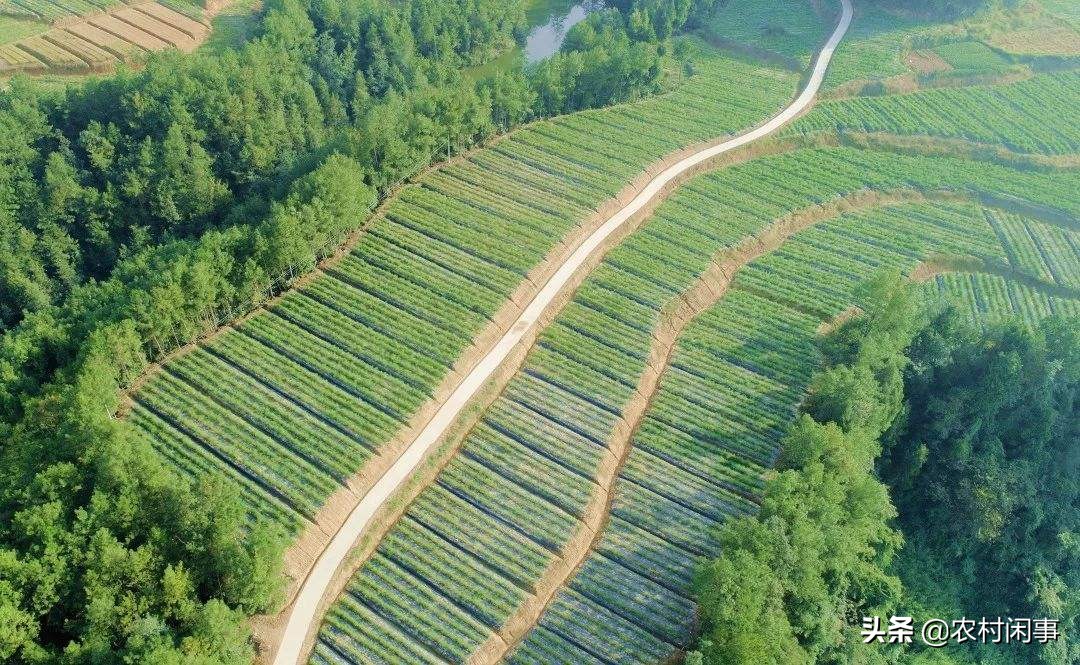 大棚芦笋种植的真实收益,种植芦笋买种子好还是买苗子好呢