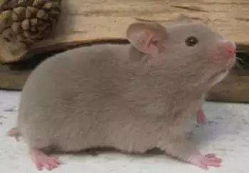 仓鼠种类短毛,仓鼠科普常见仓鼠种类