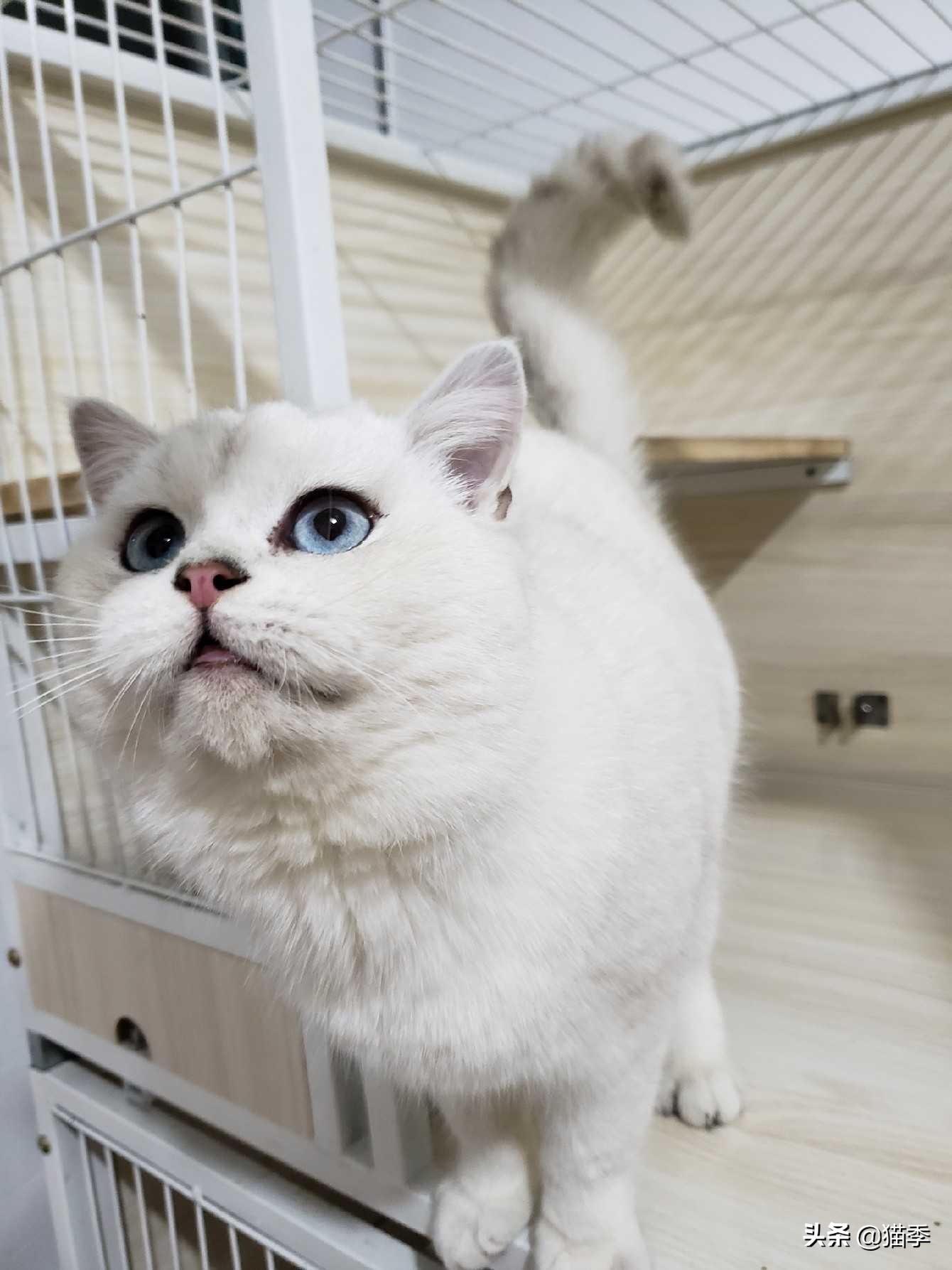 新手养猫须知预防治疗,养猫必知的100条知识