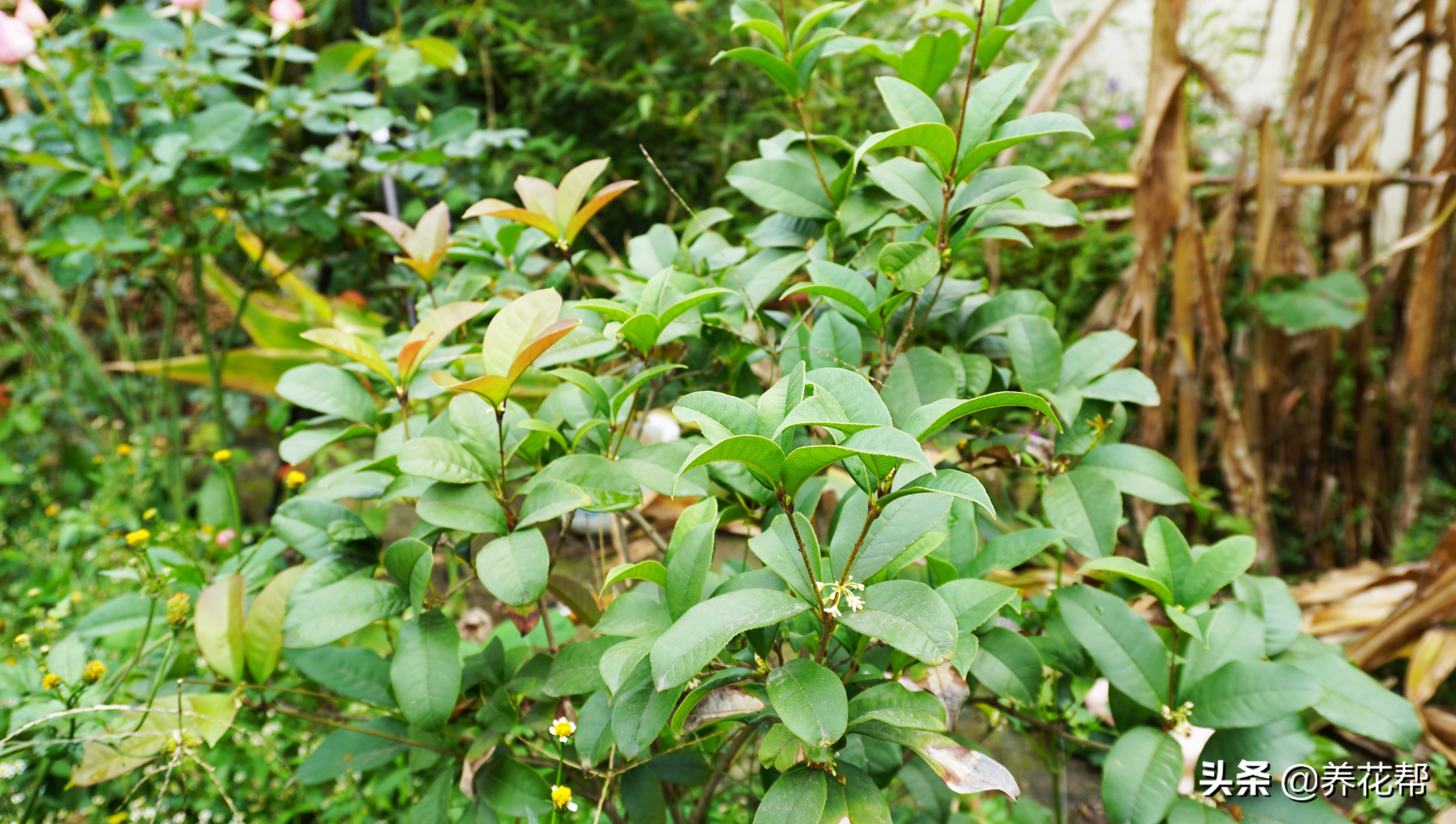 地栽桂花树叶落完了能活不,移栽桂花盆景枯叶掉落怎么办